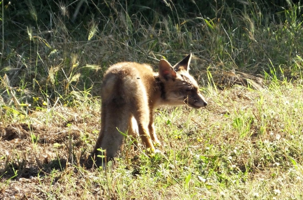 Mlada lisica Mlada lisica