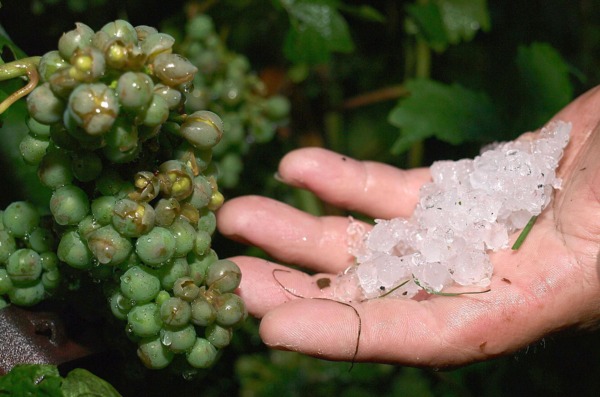 Zasadbreg: Vinograd Duana Perhoca unitila je tu?a