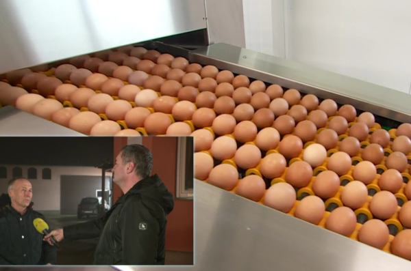 poljoprivreda jaja rtl