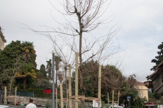 opatija ozelenjavanje (5)