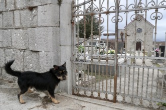Tijarica: Pas Bruno svakodnevno obilazi groblje gdje je pokopan njegov vlasnik Tijarica: Pas Bruno svakodnevno obilazi groblje gdje je pokopan njegov vlasnik