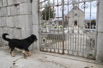 Tijarica: Pas Bruno svakodnevno obilazi groblje gdje je pokopan njegov vlasnik Tijarica: Pas Bruno svakodnevno obilazi groblje gdje je pokopan njegov vlasnik