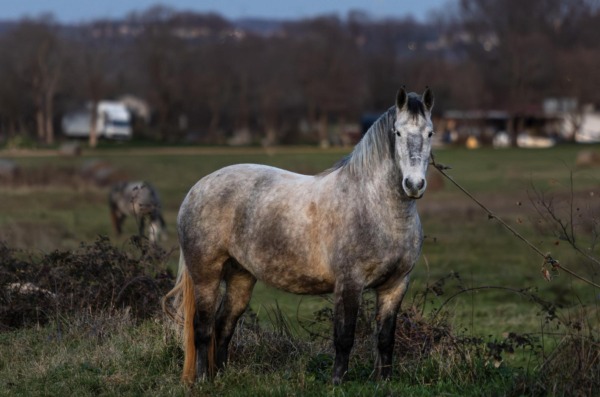 Fažana: Konji na ispaši