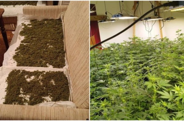 marihuana