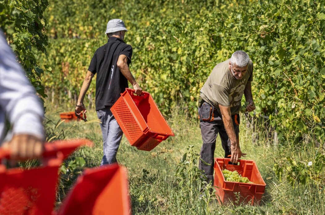 Grimalda: Berba grožđa u vinogradu vinara Ivice Matoševića Grimalda: Berba grožđa u vinogradu vinara Ivice Matoševića