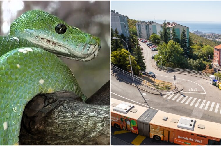 piton škurinje piton škurinje
