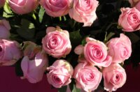 IMG_8136-1024×683 IMG_8136-1024×683