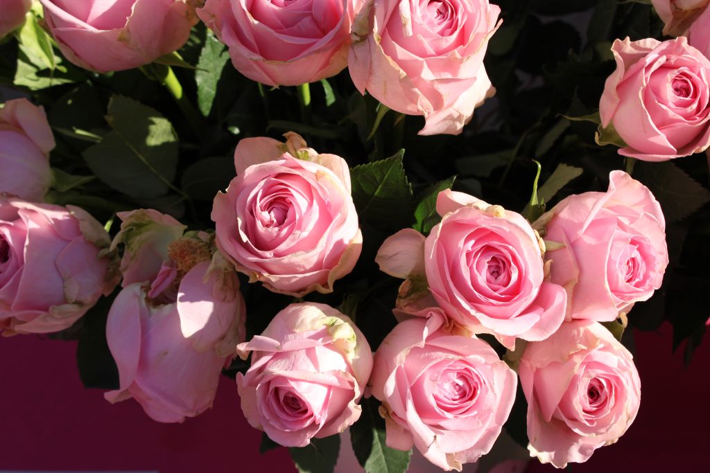IMG_8136-1024×683 IMG_8136-1024×683