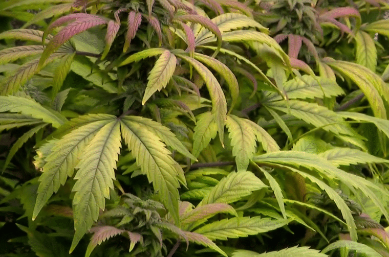 MARIHUANA ljubljana RTL 14 MARIHUANA ljubljana RTL 14