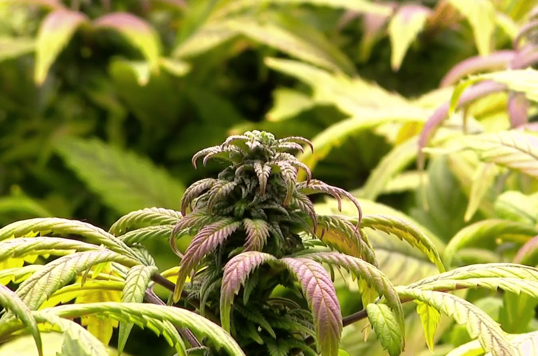 MARIHUANA ljubljana RTL 15 MARIHUANA ljubljana RTL 15