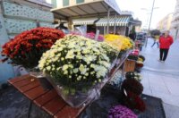 Rijeka: Prodaja krizantema uoči blagdana Svih svetih Rijeka: Prodaja krizantema uoči blagdana Svih svetih