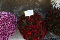 Rijeka: Prodaja krizantema uoči blagdana Svih svetih Rijeka: Prodaja krizantema uoči blagdana Svih svetih