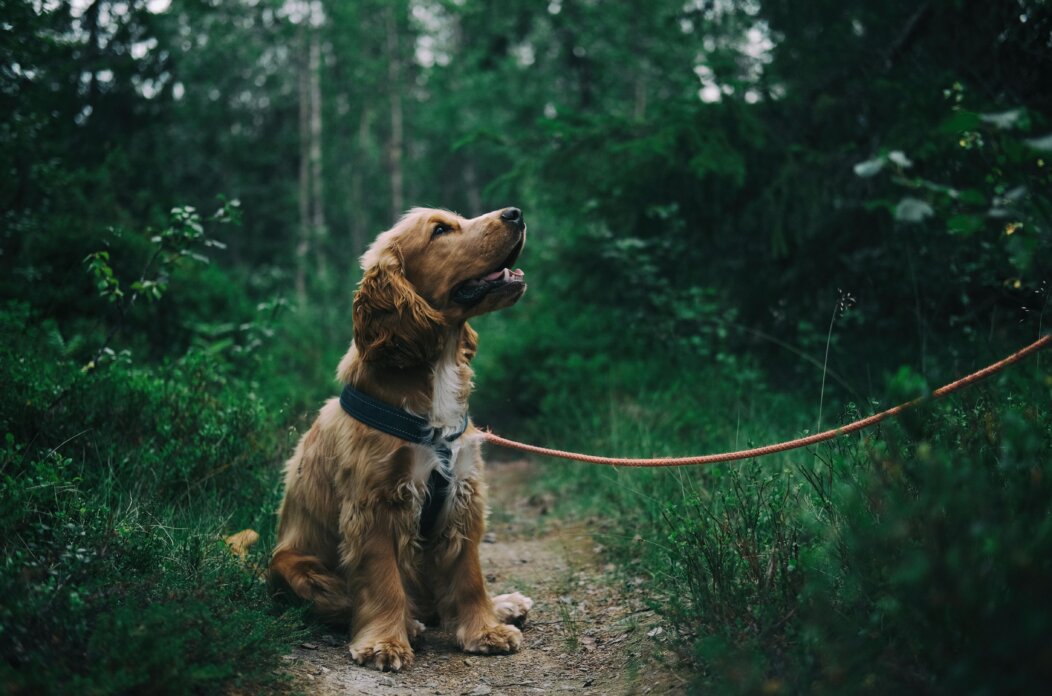 pexels-jagheterjohann-1254140 pexels-jagheterjohann-1254140