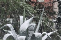 SNIJEG ŠKURINJE 060126