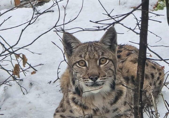 ris hš