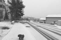 snijeg 060126 drenova 2