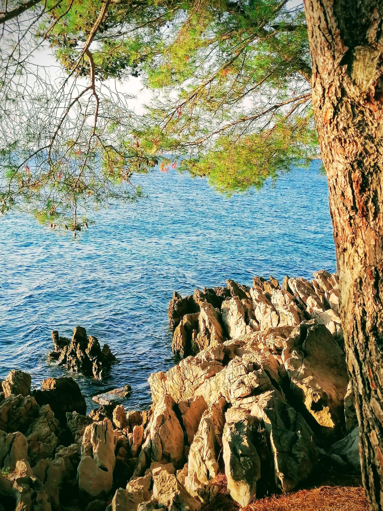 Borovi, grote, more