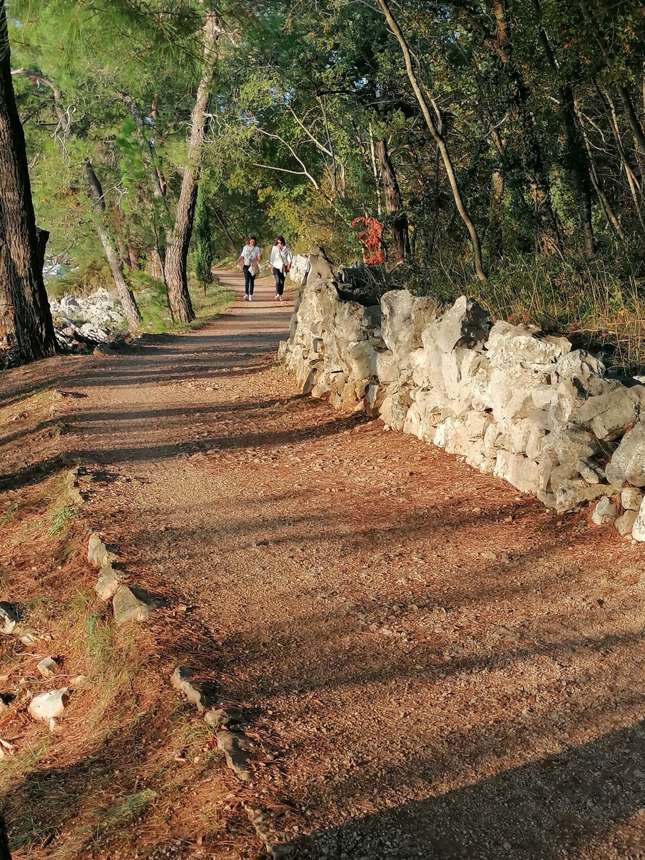 Rajska cesta