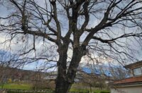 kostrena ptice (1) kostrena ptice (1)