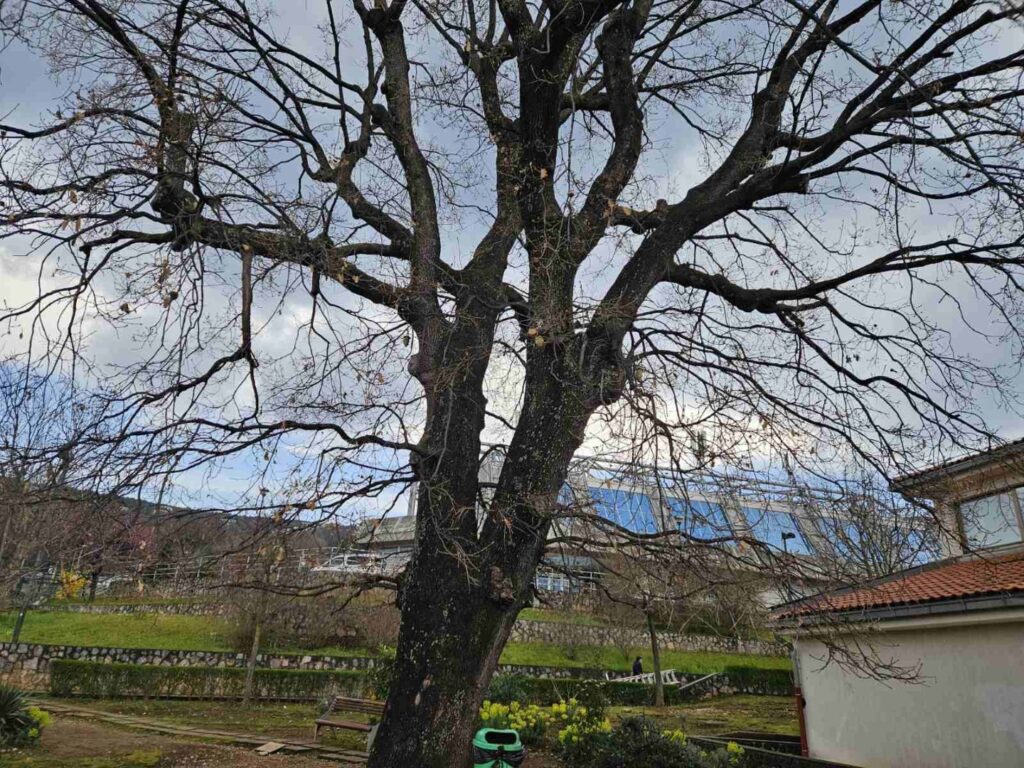 kostrena ptice (1) kostrena ptice (1)