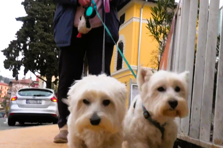 opatija psi rtl