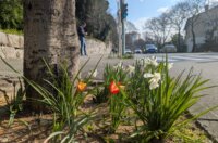 tulipani kd cistoca (2)