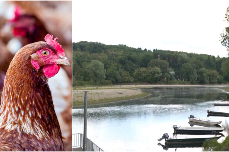 FARMA PILIĆA MEĐIMURJE FARMA PILIĆA MEĐIMURJE