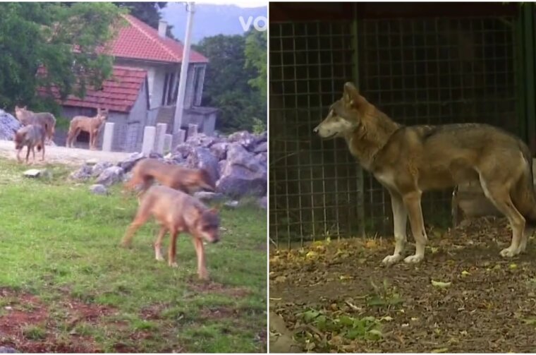vukovi benkovac rtl 2 vukovi benkovac rtl 2