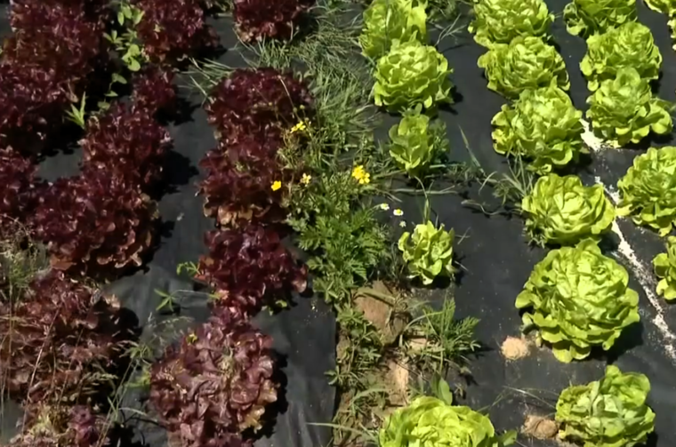 salata rtl