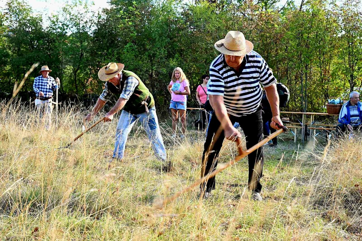 Košnja i žetva po starinsk (6) Košnja i žetva po starinsk (6)