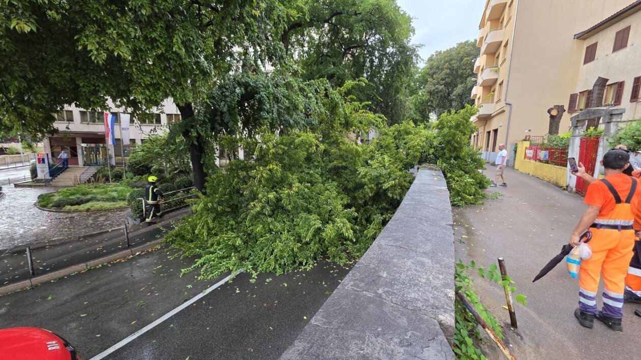 STABLO PRVOMAJSKA STABLO PRVOMAJSKA