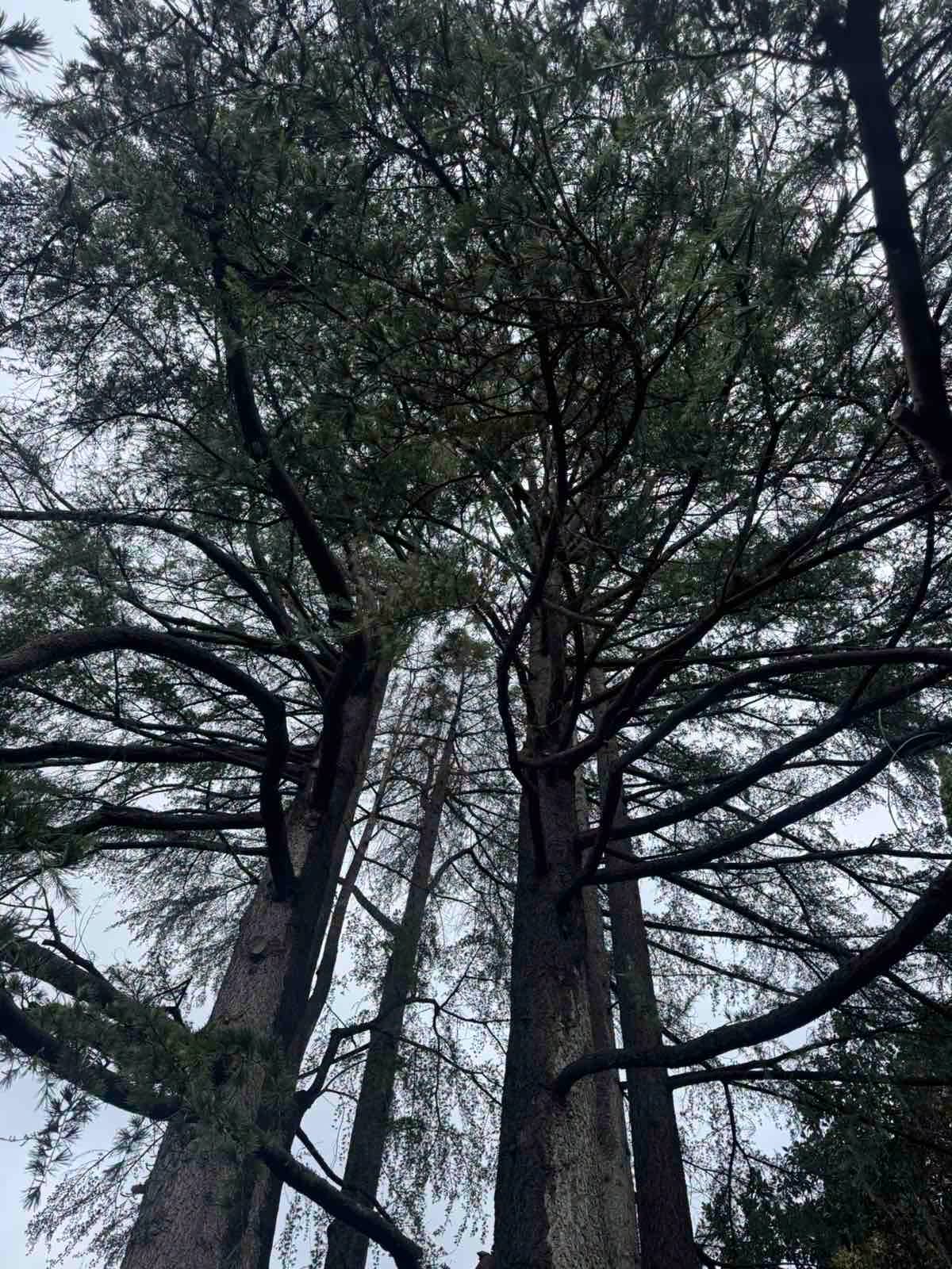 stablo opatija (4)