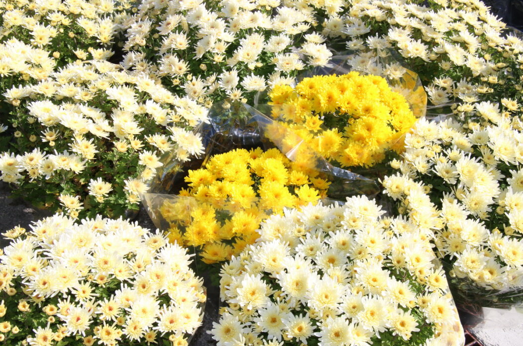 Blagdan-svih-svetih-na-groblju-Drenova-4 Blagdan-svih-svetih-na-groblju-Drenova-4