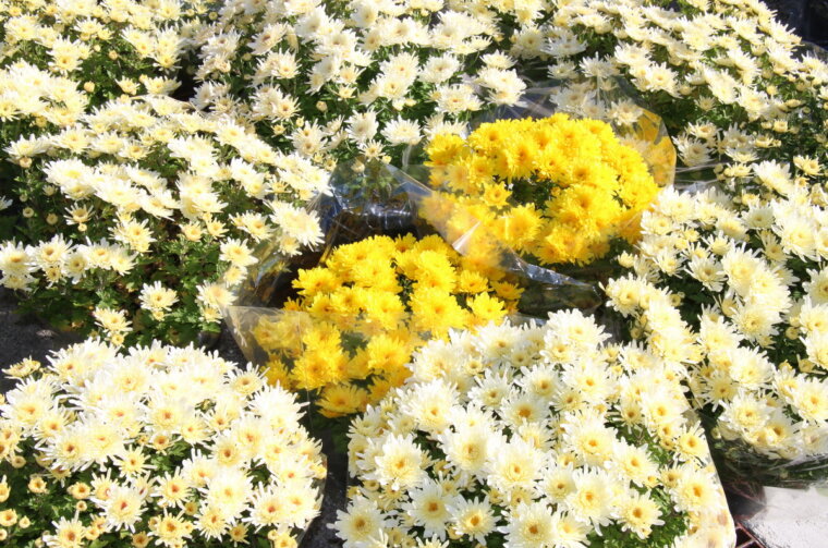 Blagdan-svih-svetih-na-groblju-Drenova-4