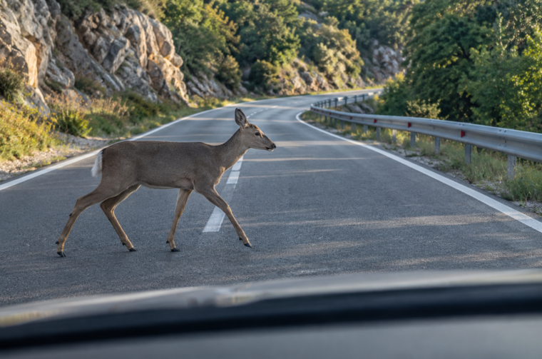 Doe Crossing the Winding Mountain Road